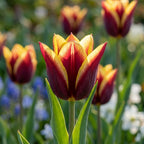 Tulpe 'Gavota' - 25 Stück