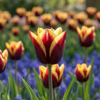 Tulpe 'Gavota' - 25 Stück