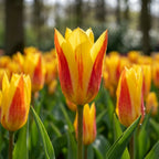 Tulpe 'Giuseppe Verdi' - 20 Stück