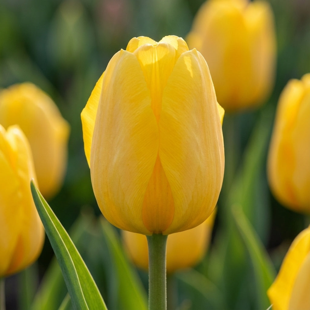 Tulpe 'Golden Parade' - 25 Stück