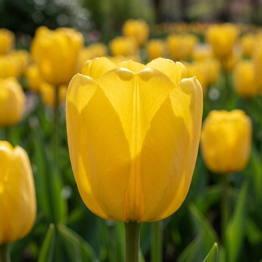 Tulpe 'Golden Parade' - 25 Stück