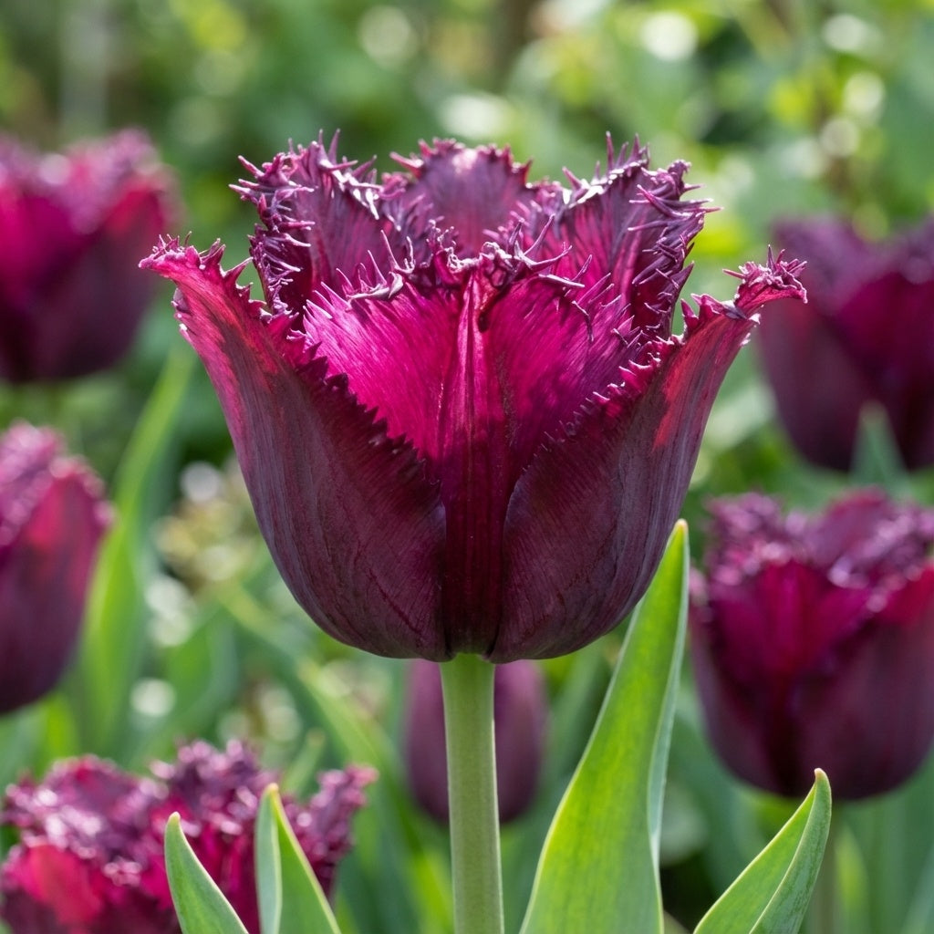 Tulpe 'Gorilla' - 25 Stück - LumiBlumi