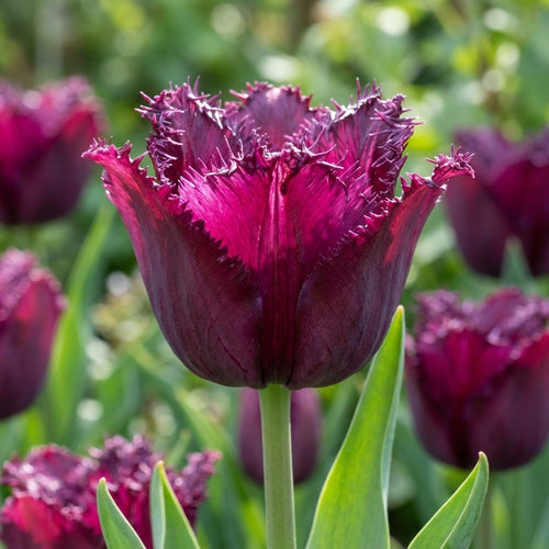 Tulpe 'Gorilla' - 25 Stück - LumiBlumi