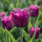 Tulpe 'Gorilla' - 25 Stück - LumiBlumi