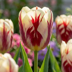 Tulpe 'Grand Perfection' - 25 Stück - LumiBlumi