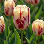 Tulpe 'Grand Perfection' - 25 Stück - LumiBlumi