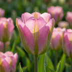 Tulpe 'Groenland' - 20 Stück - LumiBlumi