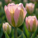 Tulpe 'Groenland' - 20 Stück - LumiBlumi