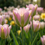 Tulpe 'Groenland' - 20 Stück - LumiBlumi