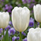 Tulpe 'Hakuun' - 15 Stück - LumiBlumi