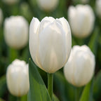 Tulpe 'Hakuun' - 15 Stück - LumiBlumi