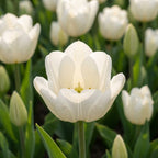 Tulpe 'Hakuun' - 15 Stück - LumiBlumi