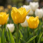 Tulpe 'Hamilton' - 25 Stück