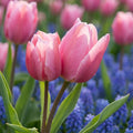 Tulipa 'Happy Family' - Tulpe