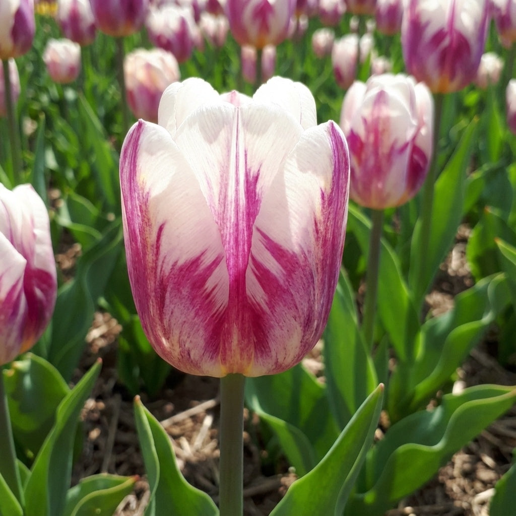 Tulpe 'Happy Feet' - 25 Stück