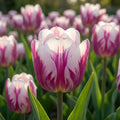 Tulpe 'Happy Feet' - 25 Stück