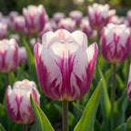 Tulpe 'Happy Feet' - 25 Stück