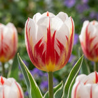 Tulpe 'Happy Generation' - 25 Stück