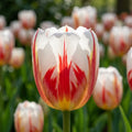 Tulpe 'Happy Generation' - 25 Stück