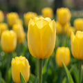 Tulpe 'Hella Lights' - 25 Stück