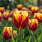 Tulpe 'Helmar' - 15 Stück