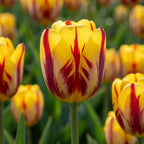 Tulpe 'Helmar' - 15 Stück