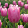 Tulpe 'Holland Beauty' - 20 Stück
