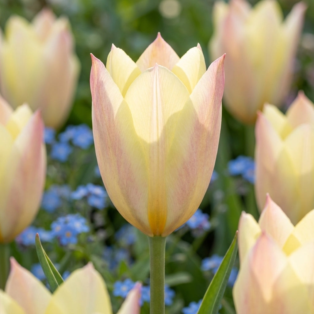 Tulpe 'Honky Tonk' - 25 Stück - LumiBlumi