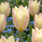 Tulpe 'Honky Tonk' - 25 Stück - LumiBlumi
