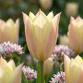 Tulpe 'Honky Tonk' - 25 Stück - LumiBlumi