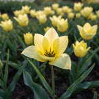 Tulpe 'Honky Tonk' - 25 Stück - LumiBlumi