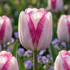 Tulpe 'Hotpants' - 20 Stück