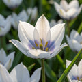 Tulpe 'Humilis Alba Coerulea Oculata' - 6 Stück - LumiBlumi