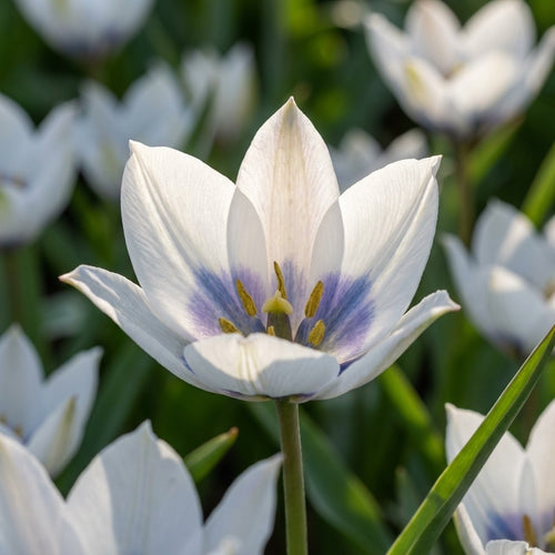 Tulpe 'Humilis Alba Coerulea Oculata' - 6 Stück - LumiBlumi