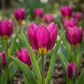 Tulpe 'Odalisque Pulchella' - 100 Stück - LumiBlumi