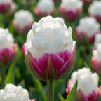 Tulpe 'Ice Cream' - 20 Stück - LumiBlumi