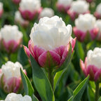 Tulpe 'Ice Cream' - 20 Stück - LumiBlumi