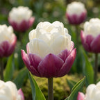Tulpe 'Ice Cream' - 20 Stück - LumiBlumi