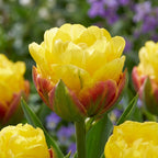 Tulpe 'Ice Cream Banana' - 9 Stück - LumiBlumi