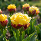 Tulpe 'Ice Cream Banana' - 9 Stück - LumiBlumi