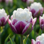 Tulpe 'Ice Cream' - 20 Stück - LumiBlumi