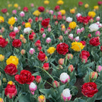 Tulpe 'Ice Cream Mix' - 24 Stück - LumiBlumi