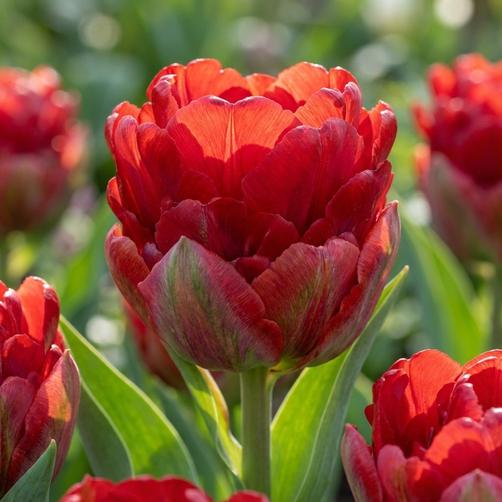 Tulpe 'Ice Cream Strawberry' - 5 Stück - LumiBlumi