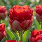 Tulpe 'Ice Cream Strawberry' - 5 Stück - LumiBlumi