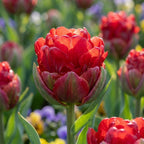 Tulpe 'Ice Cream Strawberry' - 5 Stück - LumiBlumi