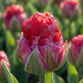 Tulpe 'Ice Cream Strawberry' - 5 Stück - LumiBlumi