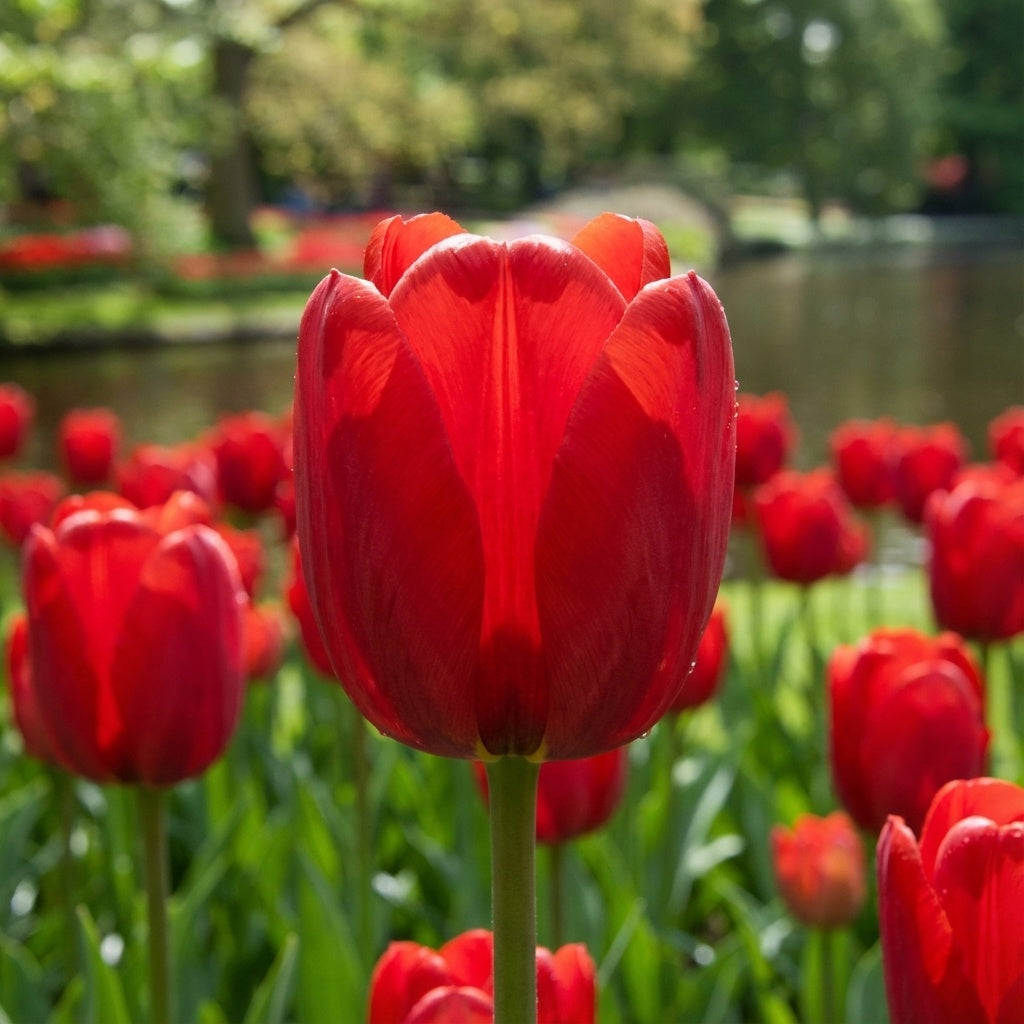 Tulpe 'Ile De France' - 20 Stück - LumiBlumi