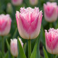 Tulpe 'Izumi' - 25 Stück - LumiBlumi