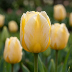 Tulpe 'Jaap Groot' - 20 Stück