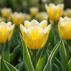 Tulpe 'Jaap Groot' - 20 Stück